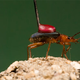 Image for article titled The 'Explosive' Bombardier Beetle Got Robbed by a Dingo for the Title of Most Interesting Genome